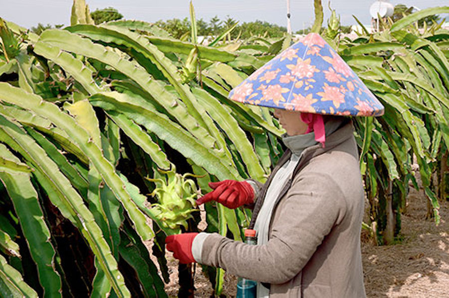 Thuốc vuốt tai siêu đẹp cho thanh long