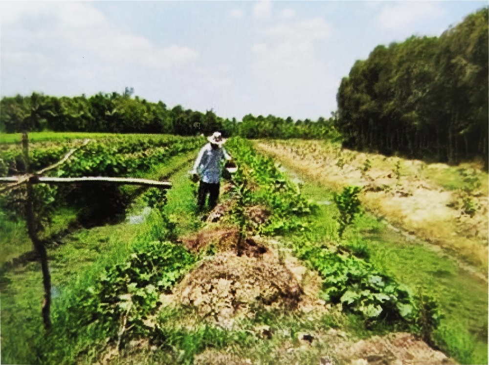 Tác hại của bón phân lân sai cách cho cây ăn quả