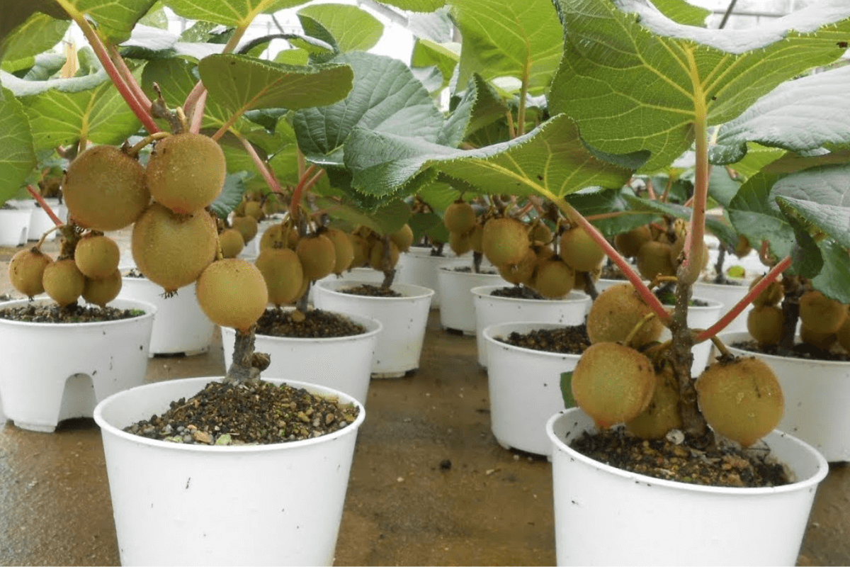 Bón phân cho cây ăn quả trồng chậu phát triển hiệu quả