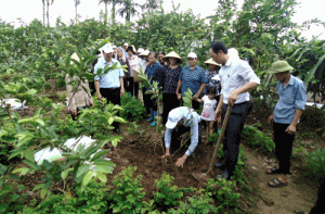 Bón phân cho cây ăn quả mới trồng