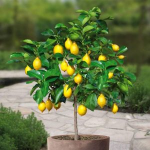 Cách bón phân cho cây chanh trong chậu