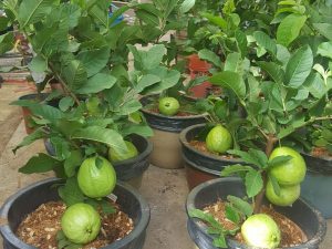Hướng dẫn cách bón phân cho cây ăn quả trồng chậu hợp lý